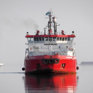 ARCTICABORG