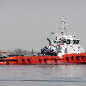 Tarpan