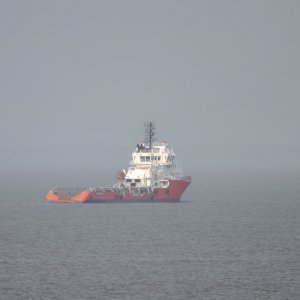 PACIFIC WYVERN
