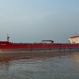 SEA TIGER
