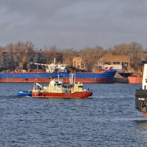 TERN