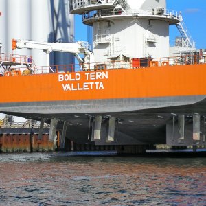 BOLD TERN