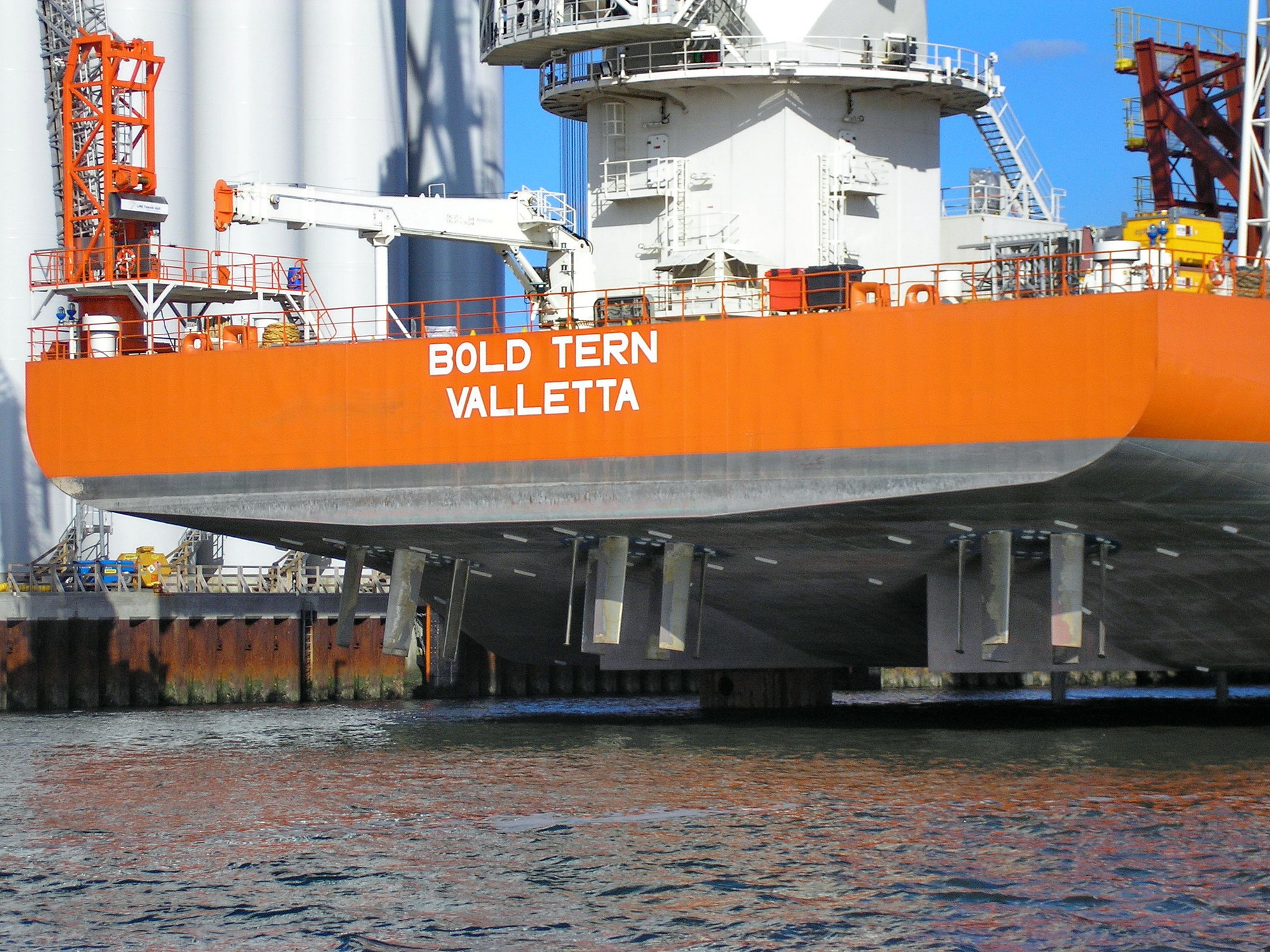 BOLD TERN